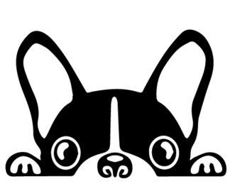 Peeking Boston Terrier Car Decal